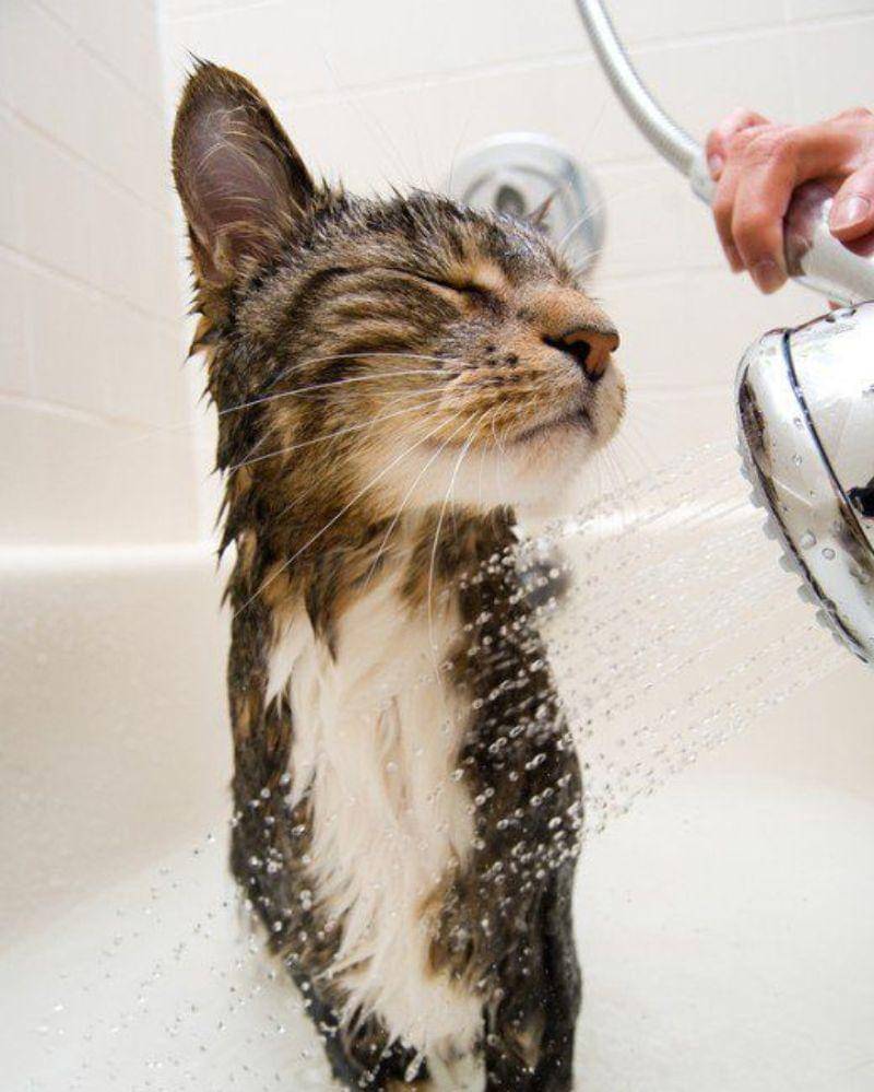 pinterest/pethelpful.com